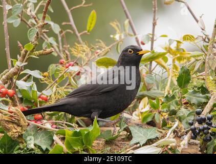 Blackbird, Blackbird mâle, baies d'hiver, perchée au-dessus d'un jardin britannique décembre 2020 Banque D'Images