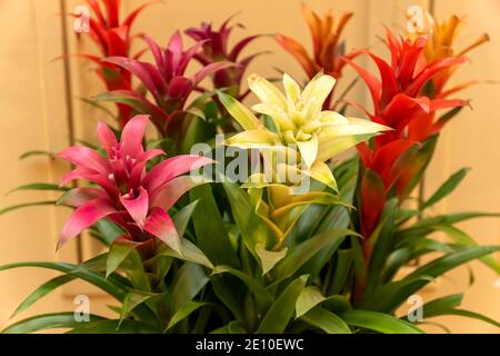 Guzmania lingulata fleurs gros plan. Plantes tropicales de Bromeliad multicolores Banque D'Images