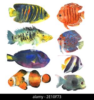 Ensemble de poissons tropicaux exotiques colorés dessinés à la main dans l'aquarelle pour la décoration. Monde sous-marin. Icône de site Web. Banque D'Images