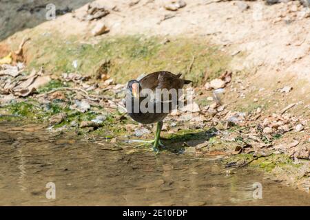 Une moorque dusky, Gallinula chloropus, marchant au bord du lac, une espèce d'oiseau dans la famille des rails et est l'une des huit espèces existantes dans le moorhe Banque D'Images