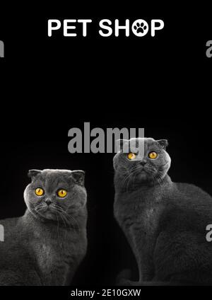 Modèle de bannière pour animaux de compagnie ou design avec chats sur fond noir isolé, portraits écossais repliés avec photo d'espace de copie Banque D'Images