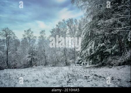 Paysage d'hiver, arbres enneigés en Allemagne Banque D'Images