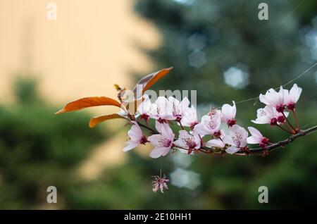 Gros plan d'une branche de cerise japonaise (Prunus serrulata) avec des fleurs roses enservées dans le fil de l'araignée. Banque D'Images