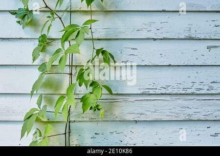 Vigne verte à gauche du cadre, devant le blanc Mur extérieur avec peinture écaillée Banque D'Images