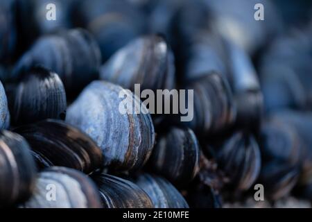 Gros plan sur Blue Mussel Bed à Cornwall, Royaume-Uni Banque D'Images