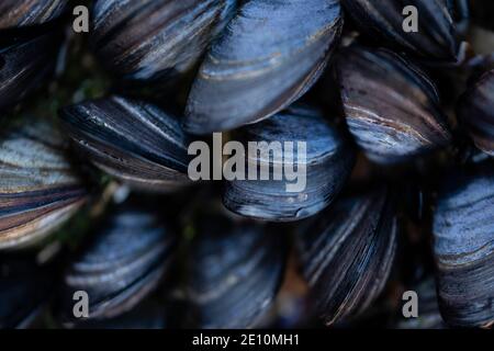 Gros plan sur Blue Mussel Bed à Cornwall, Royaume-Uni Banque D'Images