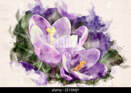 Crocus en fleur violet. Arrière-plan de printemps artistique. Illustration aquarelle. Banque D'Images