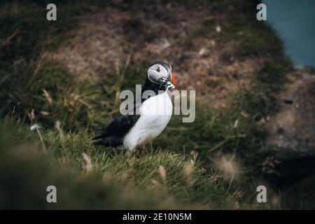 Puffin Fratercula arctica avec beek plein d'anguilles et de hareng pêchez sur le chemin de la nidification des terriers dans une colonie de reproduction Banque D'Images