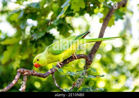 Perruche vert assis sur une branche dans un arbre, Hyde Park, London, UK Banque D'Images