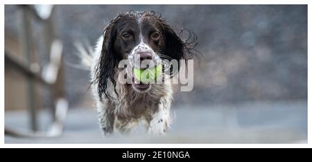 English Springer spaniel Banque D'Images