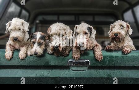 Quatre terriens de sealyham et un terrier de Jack russell dans le arrière d'un camion vert Banque D'Images