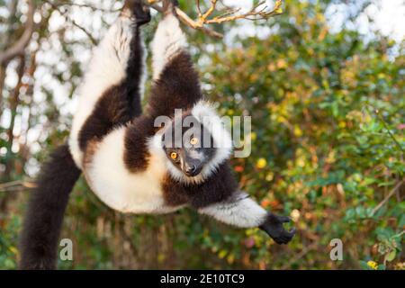Lémure à revers noir et blanc Varecia variegata, claquant dans la forêt tropicale, Parc national d'Andasibe-Mantadia, Madagascar, octobre Banque D'Images