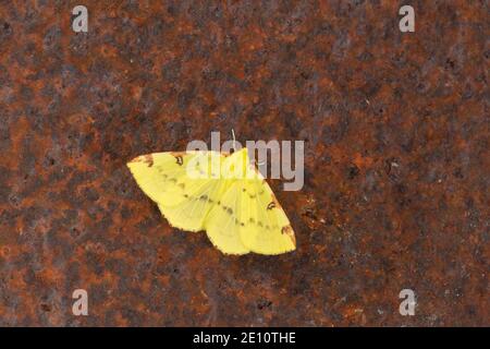 Opisthograptis luteolata, roostting d'imago sur métal rouillé, Weston-Super-Mare, Somerset, Royaume-Uni, juin Banque D'Images