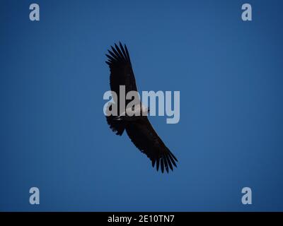 Jeune homme andin condor Vultur gryphus chareenger animal oiseau de Proie en vol à Cruz del Condor Colca Canyon Arequipa Pérou Amérique du Sud Banque D'Images
