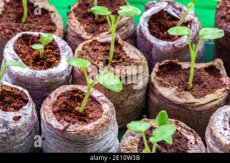 Plantules en comprimés de tourbe. Plante d'origine en pleine croissance. Préparation de la saison de plantation Banque D'Images