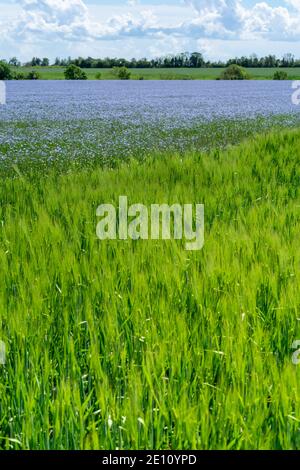 Image de paysage montrant des cultures de lin commun à fleur de bleu vif (Linum usitatissimum) et des champs d'orge. Arrière-plan éloigné de la campagne rurale. Banque D'Images