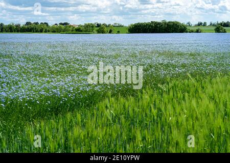 Image de paysage montrant des cultures de lin commun à fleur de bleu vif (Linum usitatissimum) et des champs d'orge. Arrière-plan éloigné de la campagne rurale. Banque D'Images