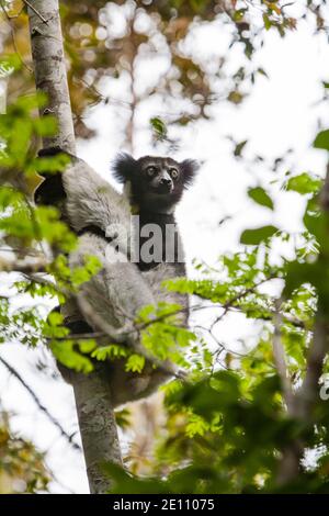 Indri Indri indri, adulte grimpant dans la forêt tropicale, Périnet, Madagascar, octobre Banque D'Images