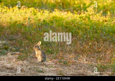 Lapin européen juvénile (Oryctolagus cuniculus) dans un champ méditerranéen en pleine floraison dans le parc naturel de ses Salines (Formentera, Îles Baléares, Espagne) Banque D'Images