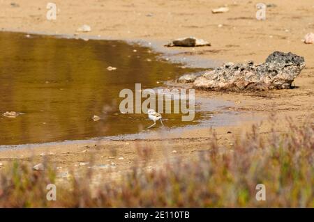 Méandre de Kentish (Charadrius alexandrinus) poussin à Estanyets de CAN Marroig (Parc naturel de ses Salines, Formentera, mer Méditerranée, Espagne) Banque D'Images