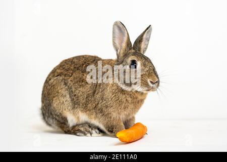 Lapin domestique nain se nourrissant de carottes sur un fond blanc Banque D'Images