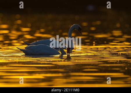 Mute Cygnus color, rétroéclairé sur l'eau au coucher du soleil, Attenborough nature Reserve, Notinghamshire, Royaume-Uni Banque D'Images