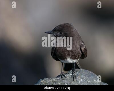 Black Phoebe, Sayornis nigricans, un flycatcher à San Diego, Californie Banque D'Images