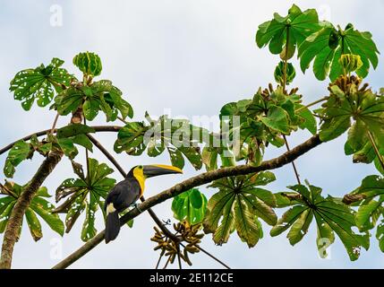 Châtaignier Mandibled Toucan ou Toucan de Swainson (Ramphastos swainsonii) à Mindo, Equateur. Banque D'Images