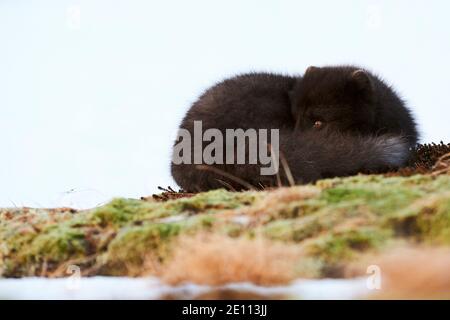 Rare renard bleu arctique photographié en Islande tout en se reposant. Banque D'Images