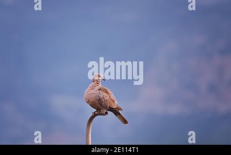 Photo à mise au point sélective. Pigeon de bois commun Columba Palumbus oiseau assis sur la branche de l'arbre. Saison de printemps. Banque D'Images