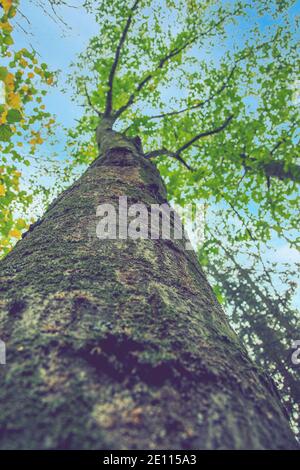 Vue de dessous jusqu'au sommet d'un immense plano ou Platanus dans la forêt de jungle. Vue depuis le bas des couronnes de l'arbre contre le ciel bleu. Arbres en bas Banque D'Images