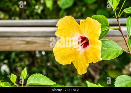 Un hibiscus jaune pousse à l'extérieur d'un magasin sur Plantation Key dans les Florida Keys. Banque D'Images