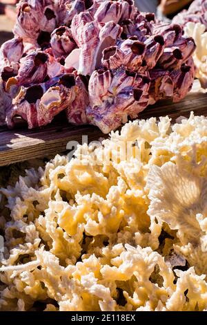 Corail séché et coquillages à l'extérieur d'une boutique sur Key Largo dans les Florida Keys. Banque D'Images