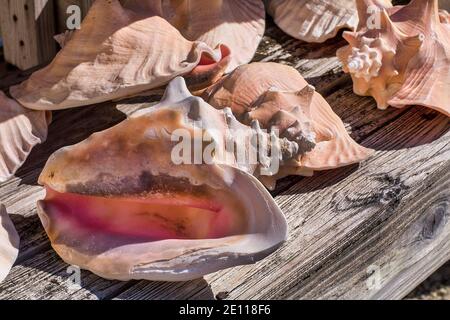 Conch shells à l'extérieur d'une boutique sur Key Largo dans les Florida Keys. Banque D'Images