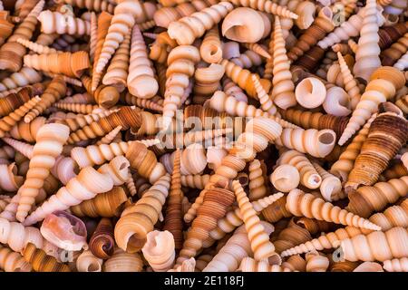 Turritella Shell à l'extérieur d'une boutique sur Key Largo dans les Florida Keys. Banque D'Images