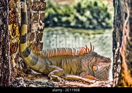 Un iguana orange prend le soleil dans un port d'armes du fort Zachary Taylor de la Guerre civile jusqu'à la fossé bordée de mangroves à Key West, les Florida Keys. Banque D'Images