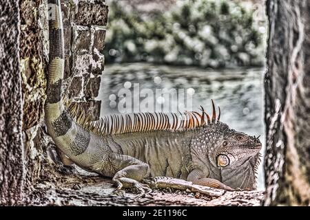 Un iguana orange prend le soleil dans un port d'armes du fort Zachary Taylor de la Guerre civile jusqu'à la fossé bordée de mangroves à Key West, les Florida Keys. Banque D'Images