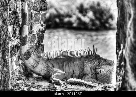 Un iguana orange prend le soleil dans un port d'armes du fort Zachary Taylor de la Guerre civile jusqu'à la fossé bordée de mangroves à Key West, les Florida Keys. Banque D'Images