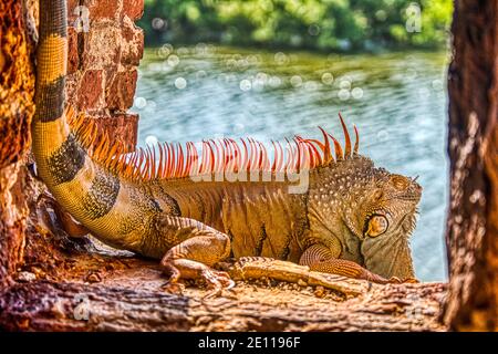 Un iguana orange prend le soleil dans un port d'armes du fort Zachary Taylor de la Guerre civile jusqu'à la fossé bordée de mangroves à Key West, les Florida Keys. Banque D'Images
