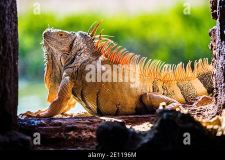 Un iguana orange prend le soleil dans un port d'armes du fort Zachary Taylor de la Guerre civile jusqu'à la fossé bordée de mangroves à Key West, les Florida Keys. Banque D'Images