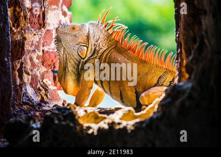 Gros plan d'un iguana orange qui prend le soleil dans un port d'armes du fort Zachary Taylor de la Guerre civile jusqu'à la fossé bordée de mangroves de Key West, les Florida Keys Banque D'Images