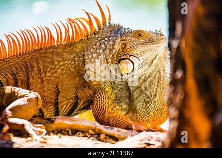 Gros plan d'un iguana orange qui prend le soleil dans un port d'armes du fort Zachary Taylor de la Guerre civile jusqu'à la fossé bordée de mangroves de Key West, les Florida Keys Banque D'Images