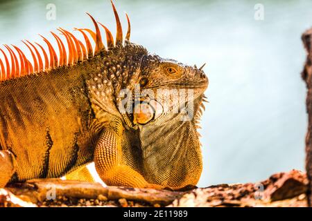 Gros plan d'un iguana orange qui prend le soleil dans un port d'armes du fort Zachary Taylor de la Guerre civile jusqu'à la fossé bordée de mangroves de Key West, les Florida Keys Banque D'Images