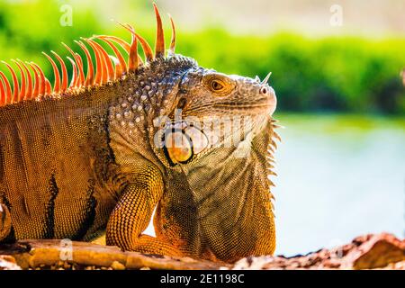 Gros plan d'un iguana orange qui prend le soleil dans un port d'armes du fort Zachary Taylor de la Guerre civile jusqu'à la fossé bordée de mangroves de Key West, les Florida Keys Banque D'Images