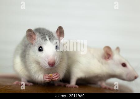 Gros plan de deux rats domestiques blancs drôles avec de longs whiskers. Banque D'Images