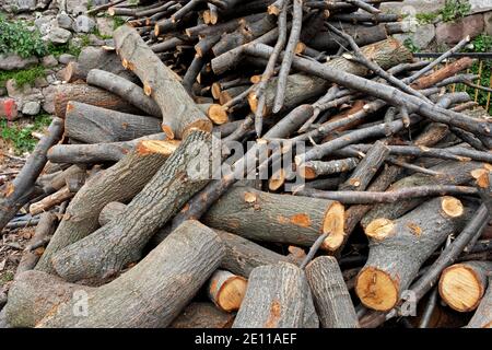 coupez les souches d'arbre au bord des bois Banque D'Images