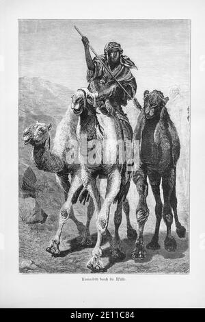 'Kamelritt durch die Wüste', un beduin à cheval sur un chameau dans le dersert égyptien, le Caire, Egypte, illustration de 'Die Hauptstädte der Welt.' vers 1987 Banque D'Images