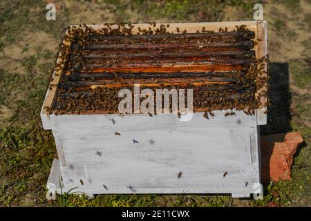 Dhaka, Dhaka, Bangladesh. 3 janvier 2021. Nid de l'abeille (APIs dorsata) à Manikganj, dans la banlieue de Dhaka, au Bangladesh, le 03 janvier 2021. L'hiver au Bangladesh est la saison de production de miel la plus favorable lorsque les champs de moutarde de la plupart des régions du pays sont en pleine floraison. Crédit: Zabed Hasnain Chowdhury/ZUMA Wire/Alay Live News Banque D'Images