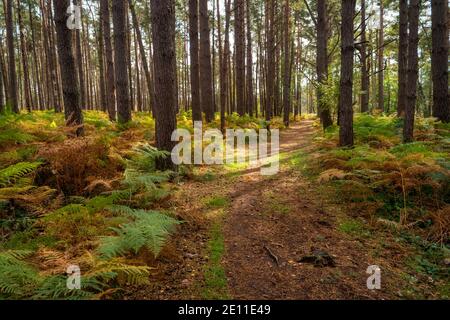 Paysage de tourbière en Mecklembourg-Poméranie occidentale en Allemagne Banque D'Images