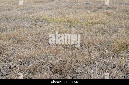 La croissance de nouvelles branches de l'ancienne herbe séchée dans un champ Banque D'Images